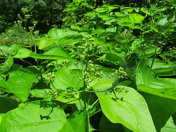 IMG_2203 (Populus tremuloides).jpg