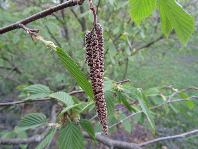 IMG_2203 (Populus tremuloides).jpg