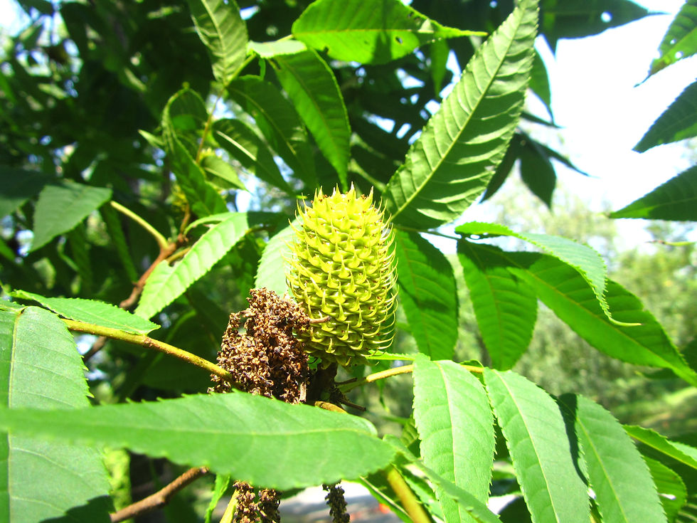 Platycarya strobilacea