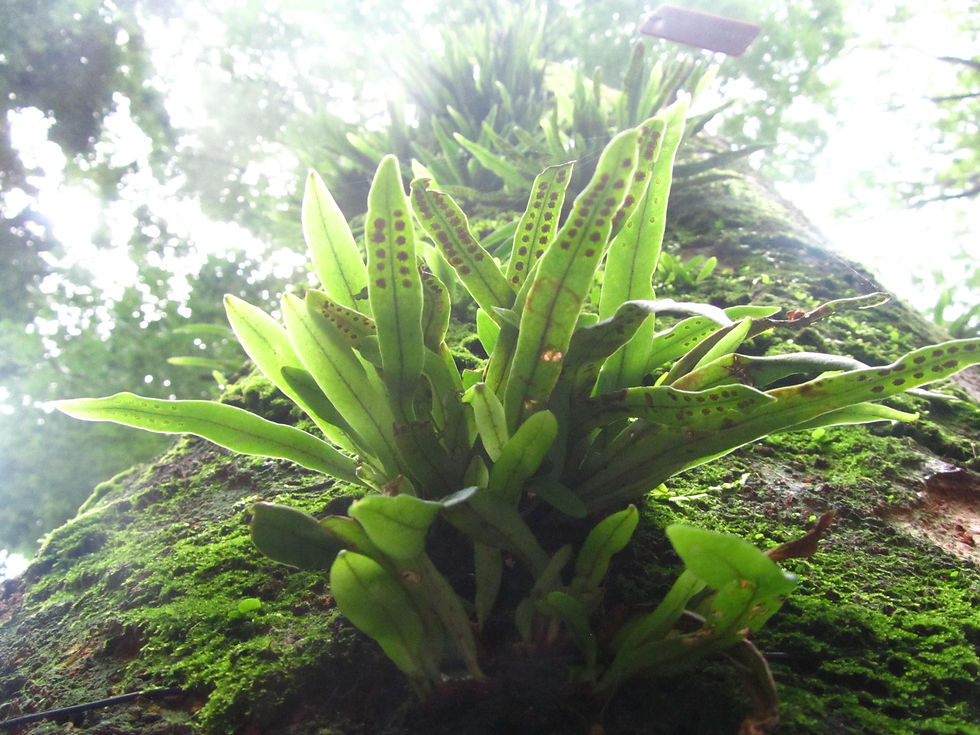 Lepisorus thunbergianus