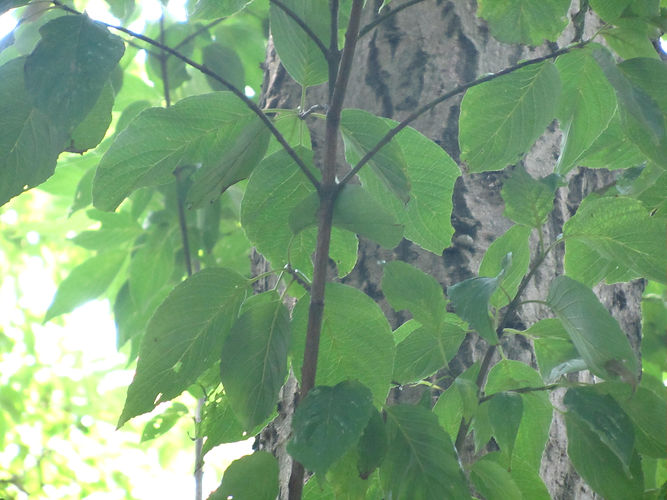IMG_2203 (Populus tremuloides).jpg