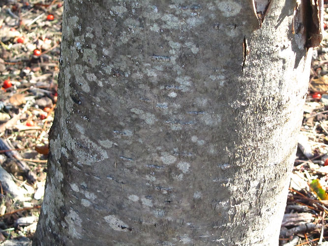 IMG_2203 (Populus tremuloides).jpg