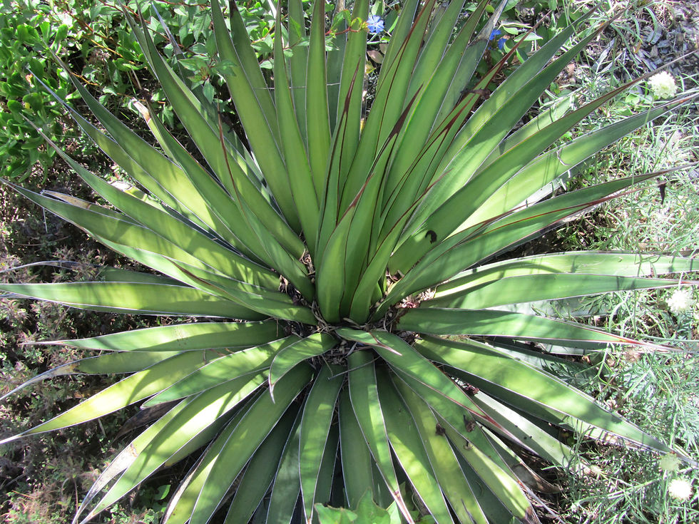 Agave pelona
