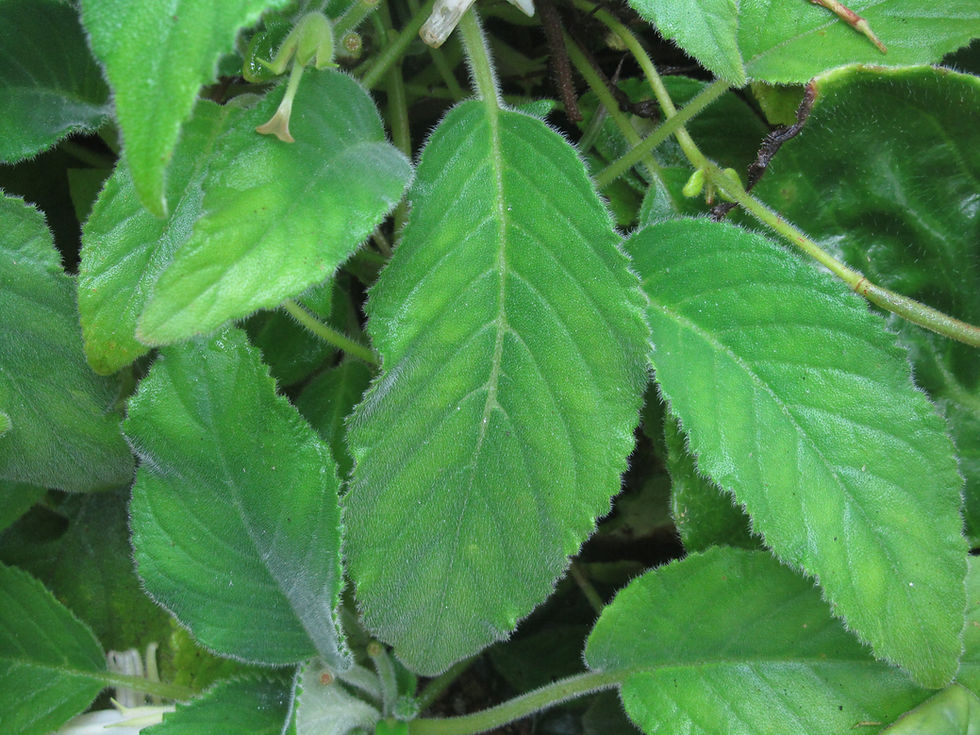 Henckelia ceratoscyphus