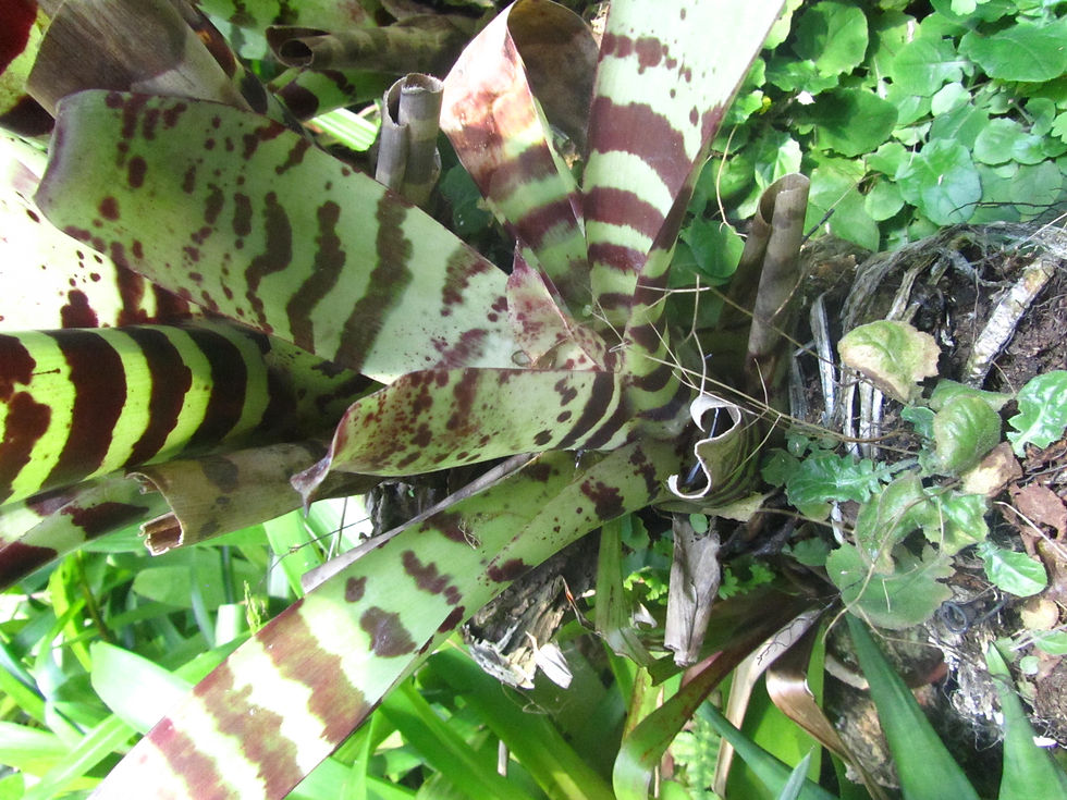 Lutheria splendens