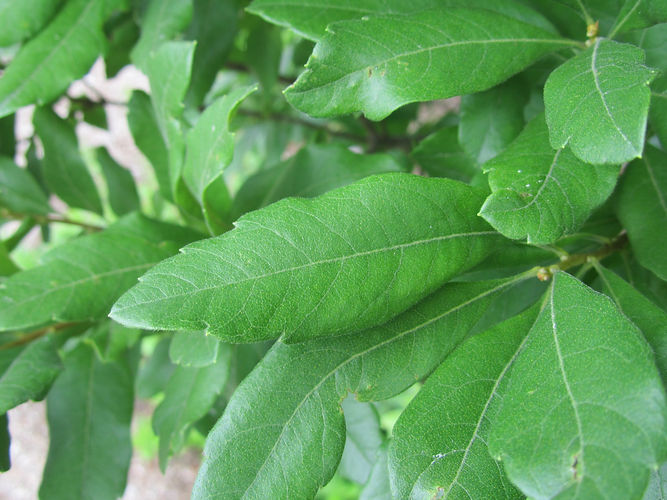 IMG_2203 (Populus tremuloides).jpg