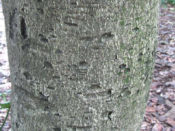 IMG_2203 (Populus tremuloides).jpg
