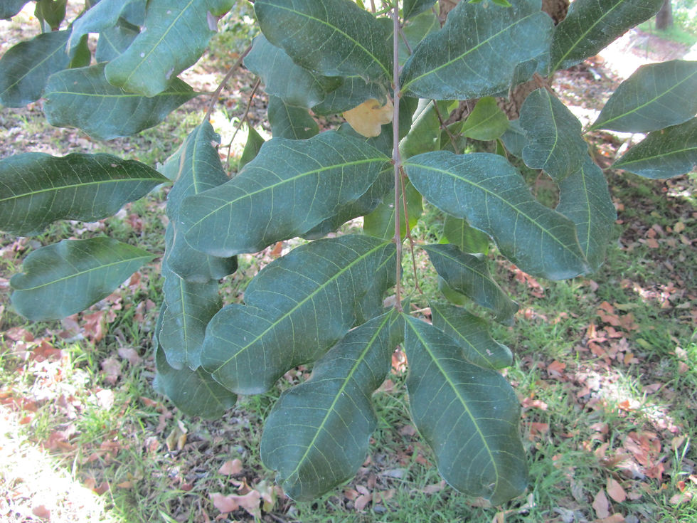 Pistacia atlantica
