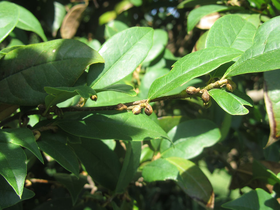 Sycopsis sinensis