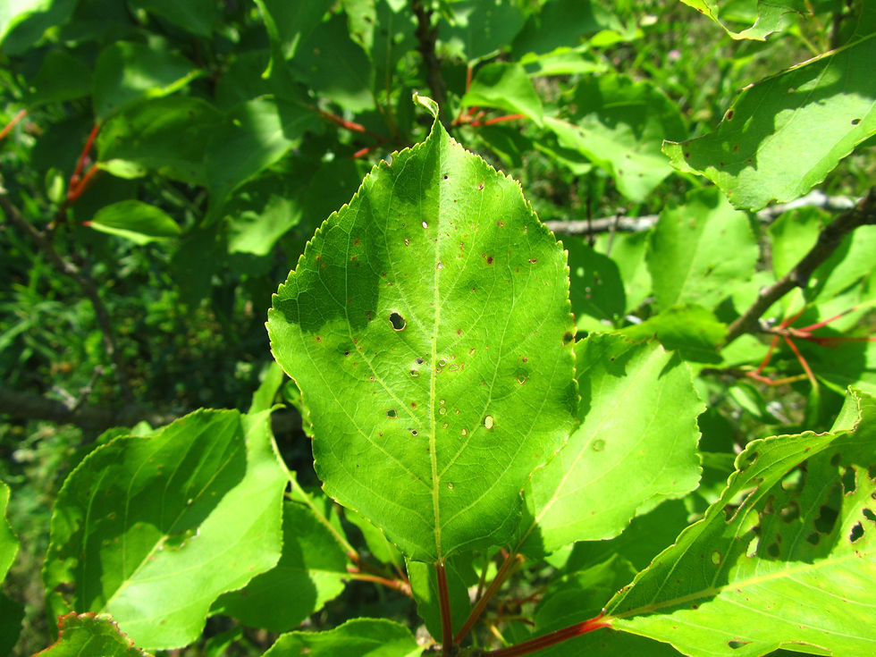 Prunus simonii