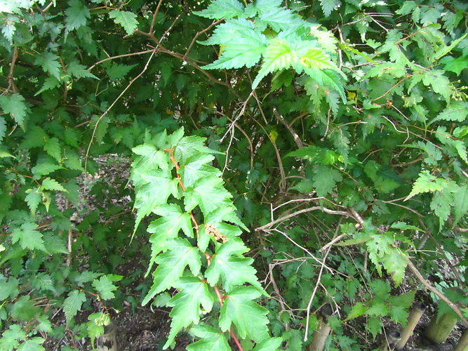 IMG_2203 (Populus tremuloides).jpg