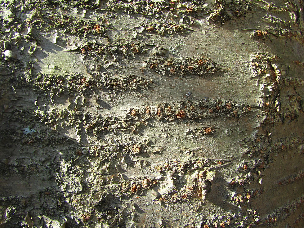 Prunus x juddii