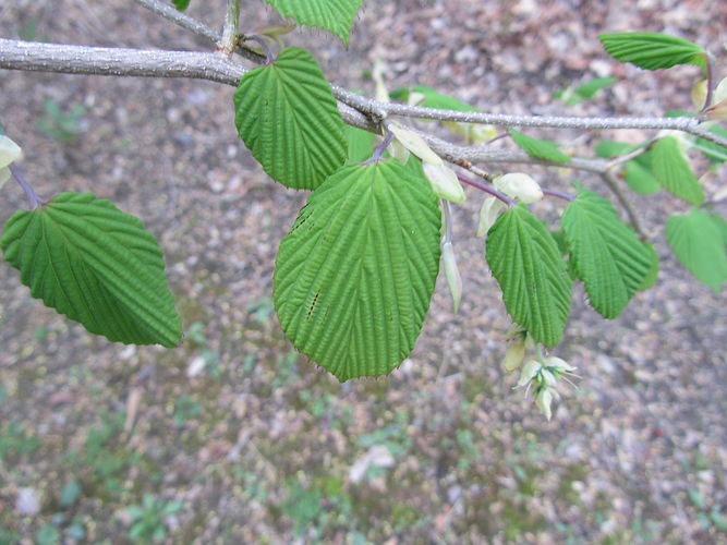 IMG_2203 (Populus tremuloides).jpg