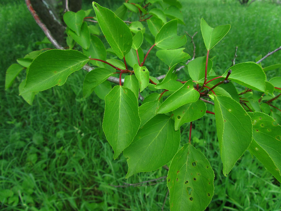 Prunus armeniaca 'Mikado'