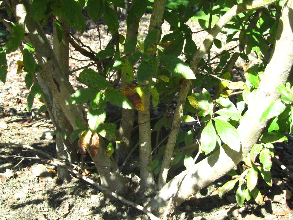 Mespilus germanica