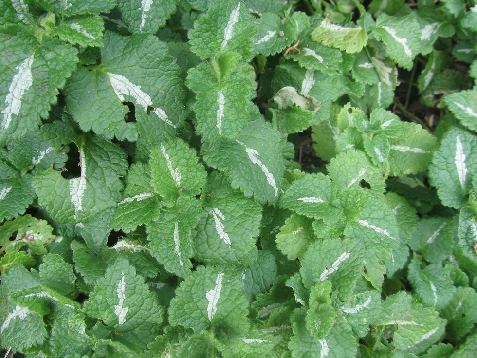 Lamium maculatum 'Album'