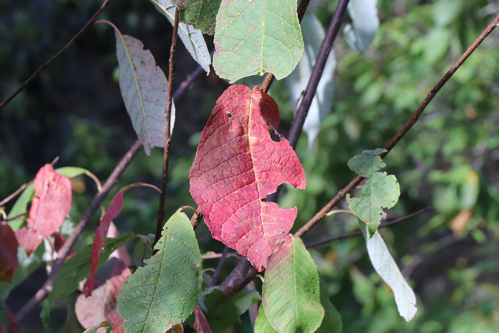 Prunus padus