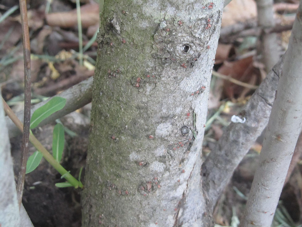 Salix purpurea