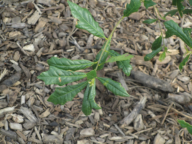 IMG_2203 (Populus tremuloides).jpg