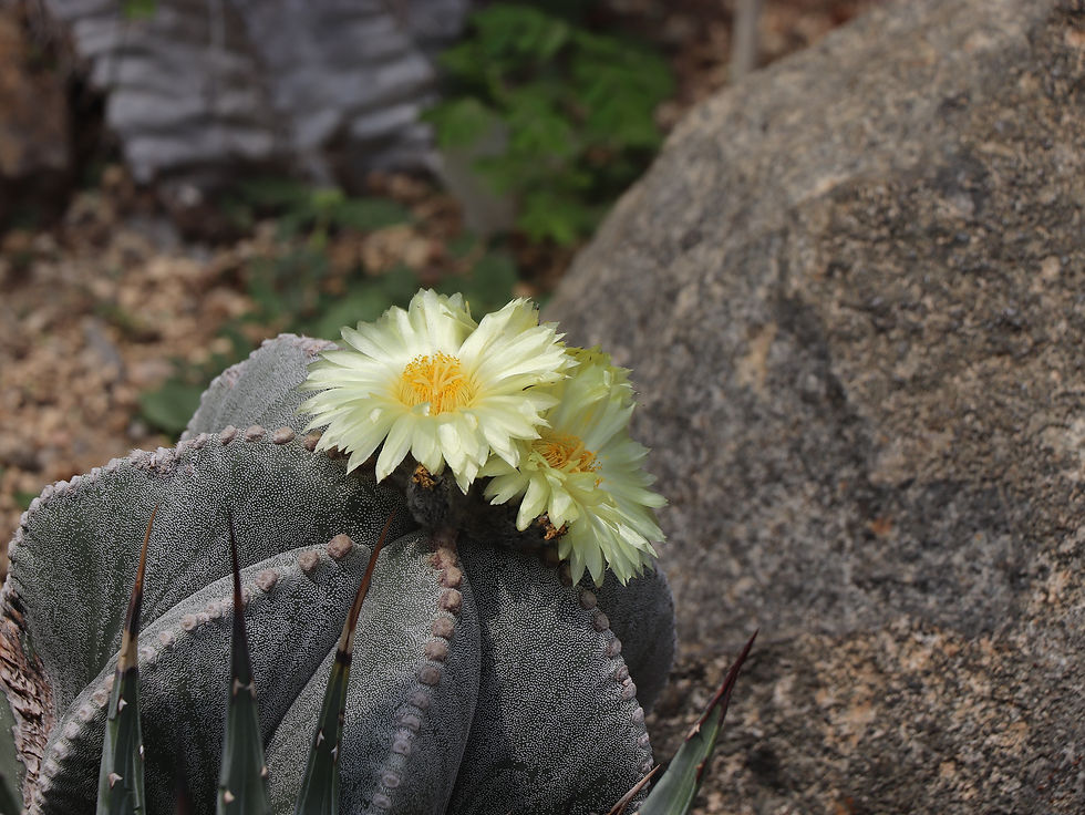 Astrophytum myriostigma