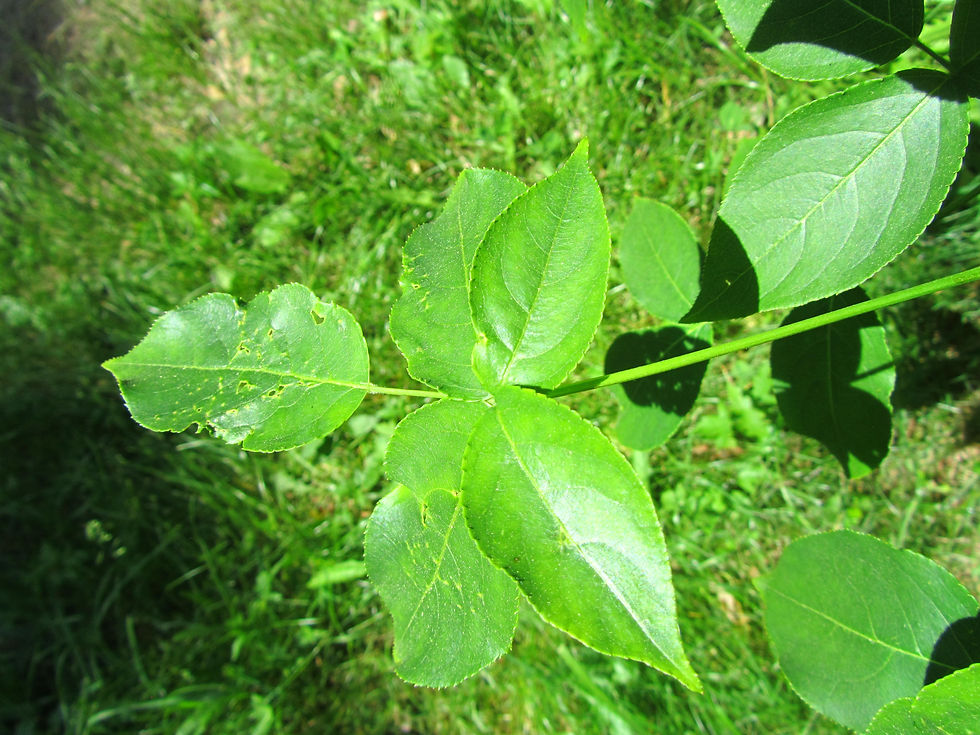 Staphylea colchica
