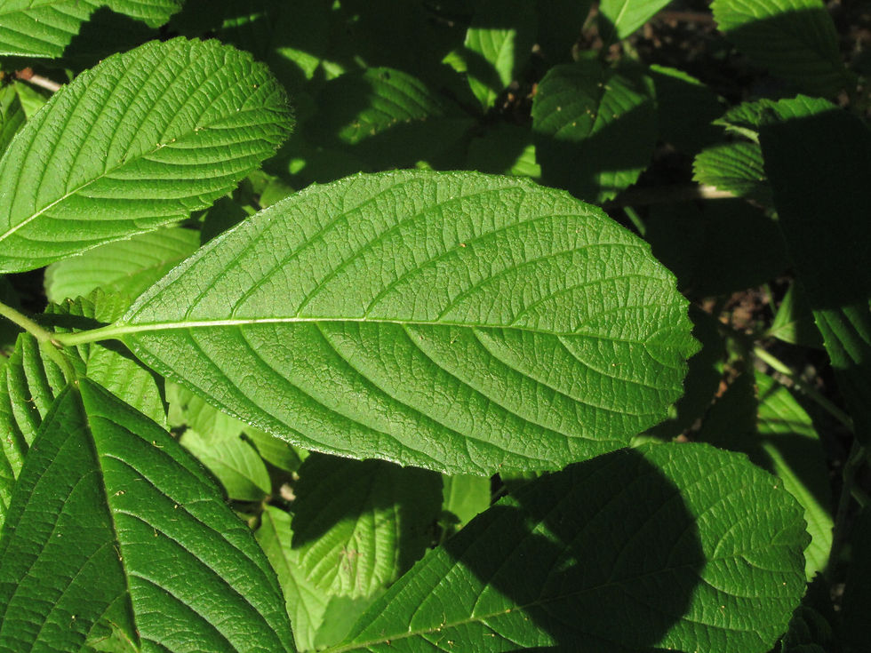 Hydrangea arborescens