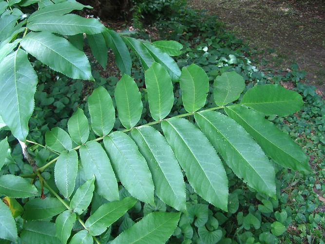 IMG_2203 (Populus tremuloides).jpg