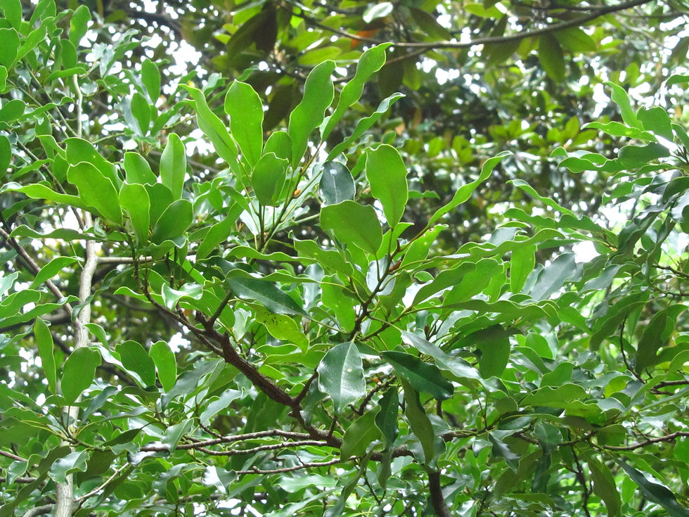 Magnolia compressa