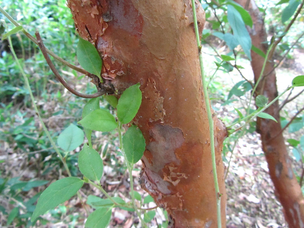 Stewartia monadelpha