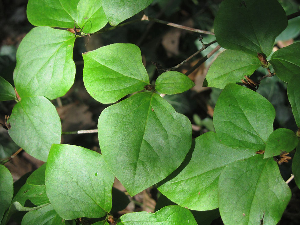 Rhododendron kiyosumense