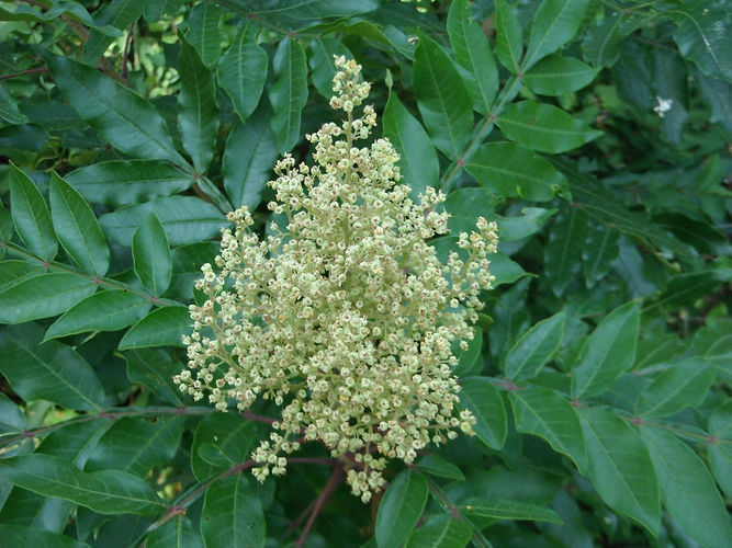 IMG_2203 (Populus tremuloides).jpg