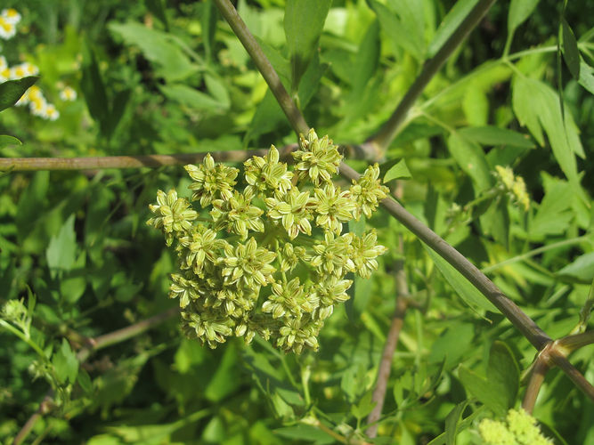 IMG_2203 (Populus tremuloides).jpg