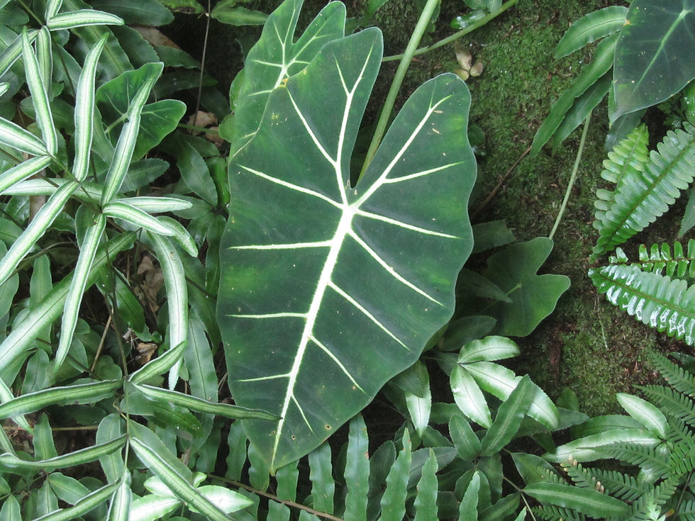 Alocasia micholitziana 'Green Velvet'