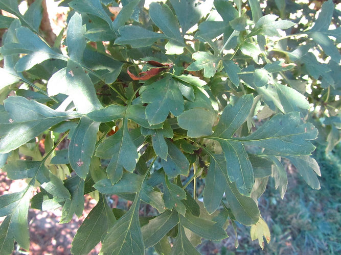 IMG_2203 (Populus tremuloides).jpg