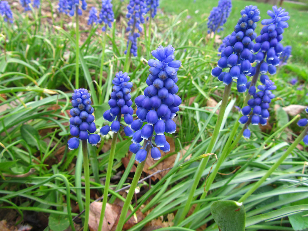 Muscari botryoides