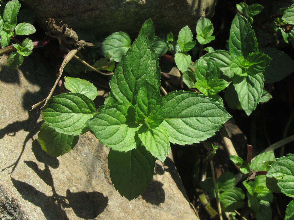 Mentha canadensis
