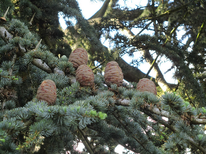 IMG_2203 (Populus tremuloides).jpg