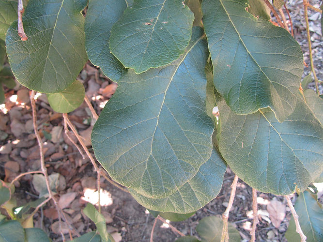 IMG_2203 (Populus tremuloides).jpg