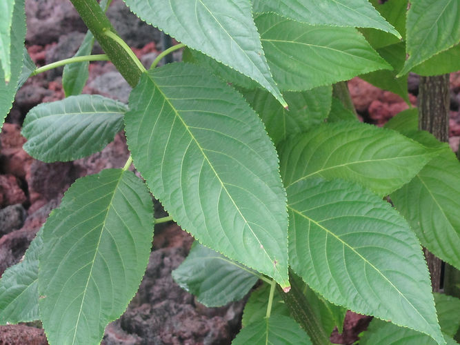 IMG_2203 (Populus tremuloides).jpg