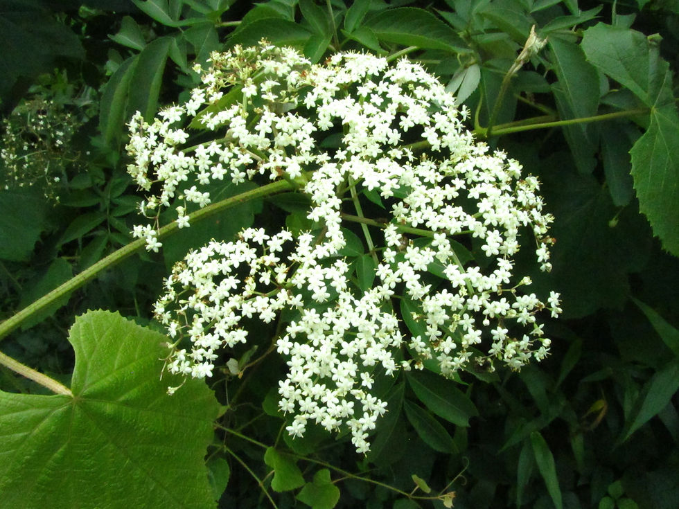 Sambucus canadensis