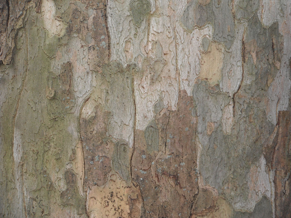 Platanus x acerifolia