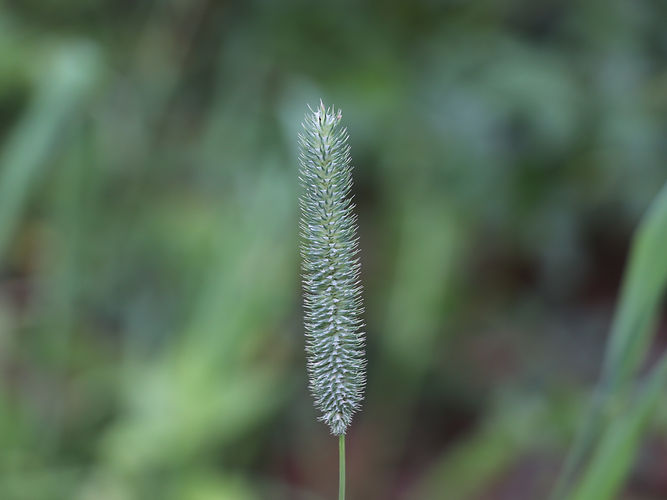 IMG_2203 (Populus tremuloides).jpg