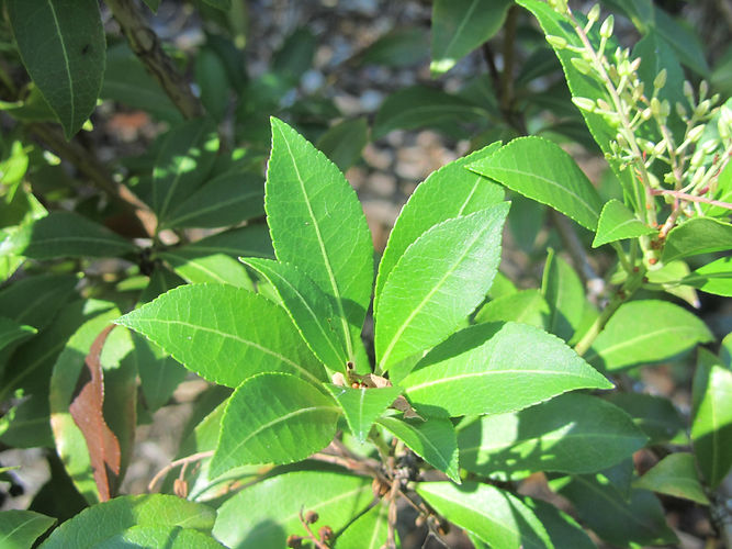 IMG_2203 (Populus tremuloides).jpg