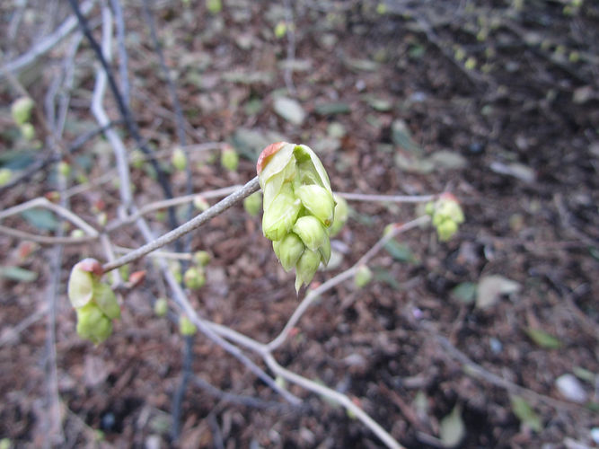 IMG_2203 (Populus tremuloides).jpg