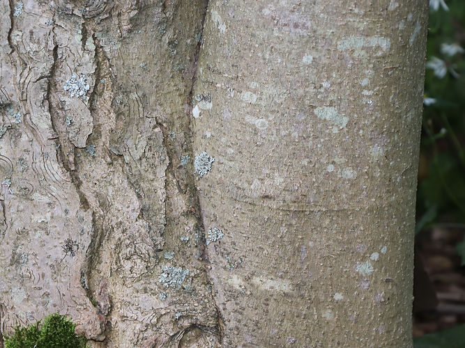 IMG_2203 (Populus tremuloides).jpg
