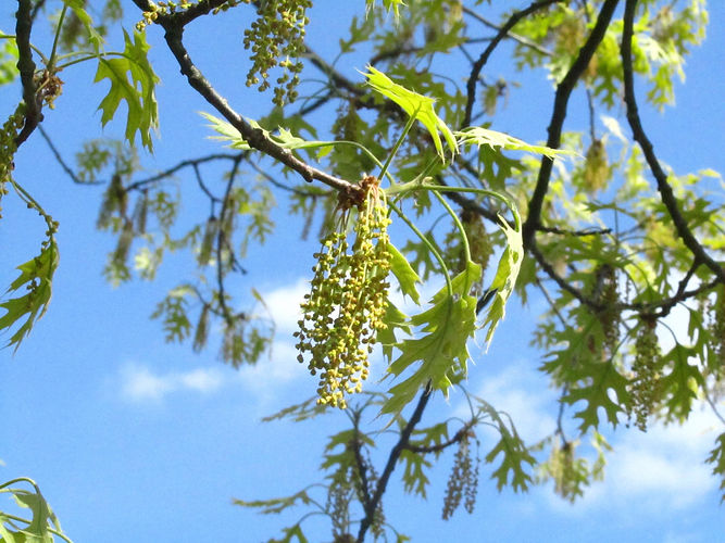 IMG_2203 (Populus tremuloides).jpg