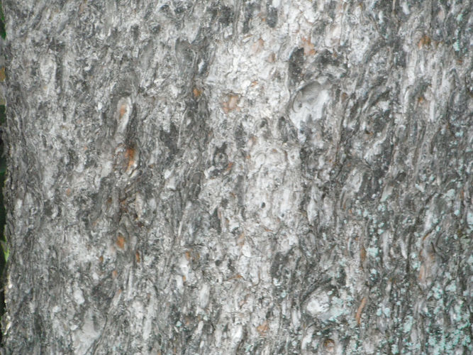 IMG_2203 (Populus tremuloides).jpg
