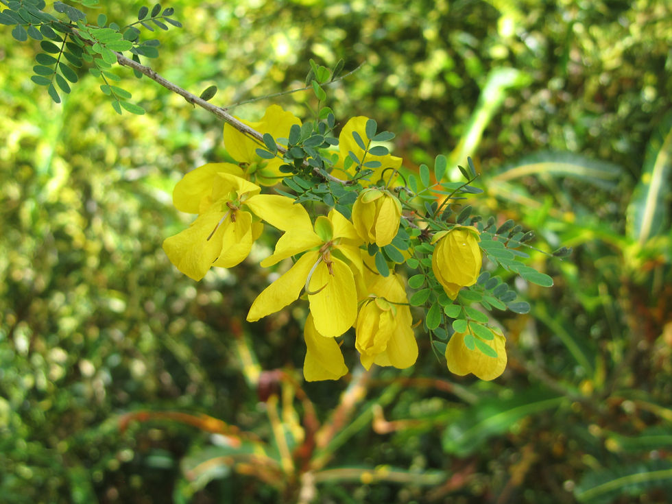 Senna polyphylla