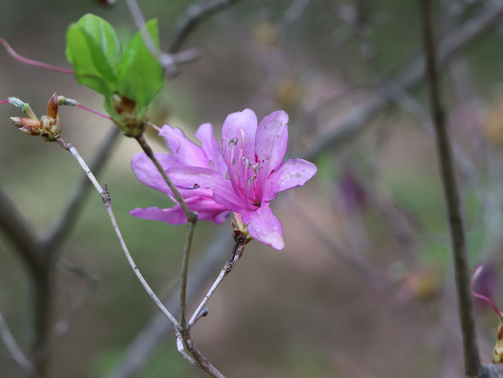 Rhododendron kiyosumense