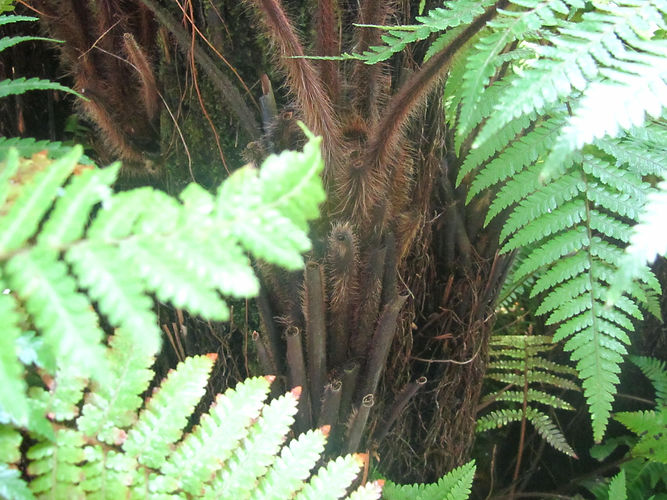 IMG_2203 (Populus tremuloides).jpg